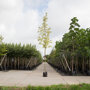 Bontbladige Noorse Esdoorn (Acer platanoides 'Drummondii')
